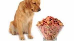 Pes zje zle, pomaly: čo robiť, dôvody odmietnutia jedla